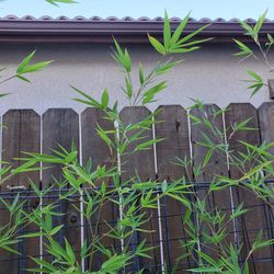 Tall Bamboo Plants, Beautiful   $40