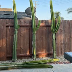 Apple Cactus 