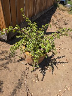 Planta