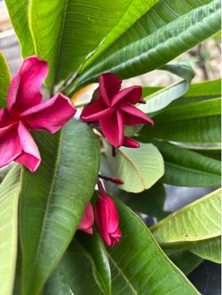 Plumeria cuttings, red and yellow