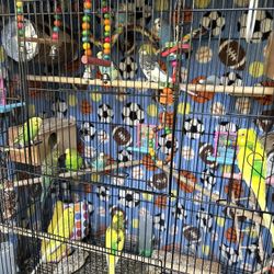 Birds