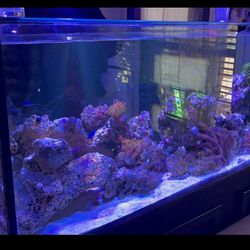 Aquarium / Pecera De Agua Saldada 