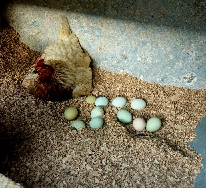 Fresh Back Yard Chicken Eggs $ 6dz