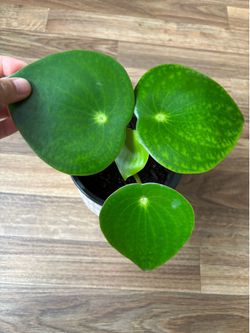 Peperomia Raindrop