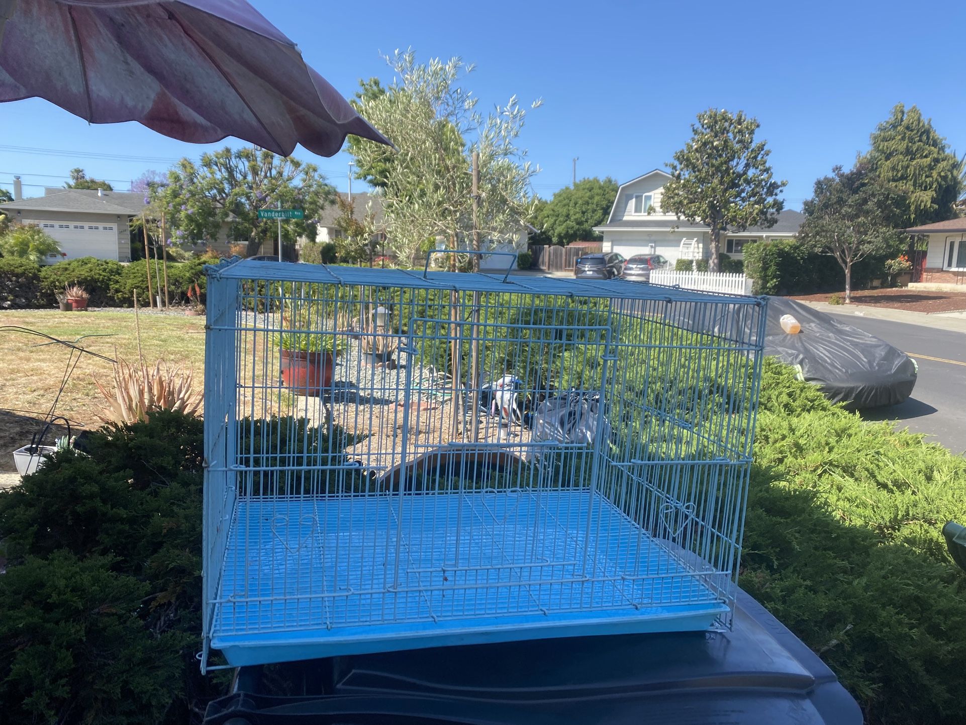 Birds Cage