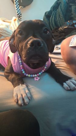 Dog Harness FREE