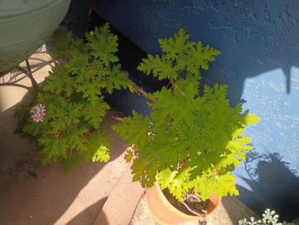 Plants