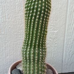 Cactus Plant 