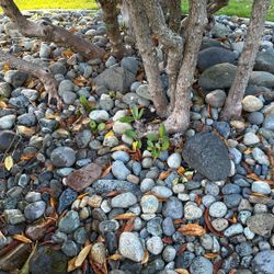 Free River Rock 1211 Berkeley, Fircrest, Washington Plus Shelving Take As Much As You Want