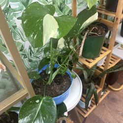 Monstera Thai Constellation Entire Plant 