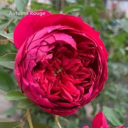 Rare European, Japan rose plants :Autumn Rouge 
