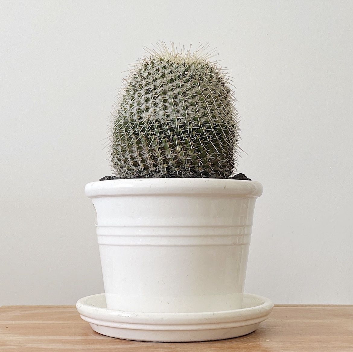 Cactus In White Ceramic Pot