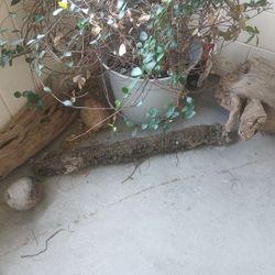 Natural Driftwood Piece For Aquarium 