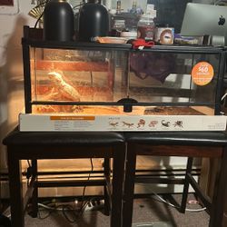 Bearded dragon with tank