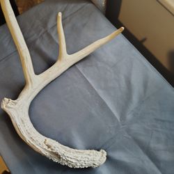 Whitetail Deer Antler 