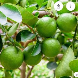 Cit - Lime Bearss Tree