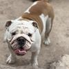 Mendoza 
