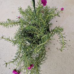 Moss Rose Rose Beautiful And Healthy HANGING BASKETS PLANTS ARRIVED. $14 each
