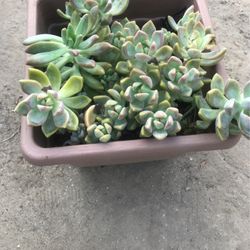 Succulents 