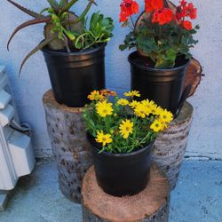 🌴Beautiful Natural Plant Stands For Your Garden Decoartion🌴