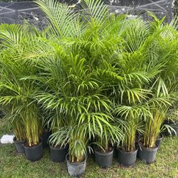 ARECA PALM PLANT ( Good for privacy, accents and garden backdrops!)