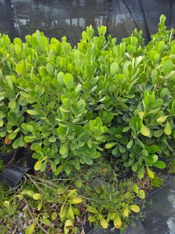 clusias podocarpus  Only  instant privacy  Hedge  for fences  over 30+