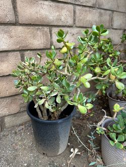 Jade Plant