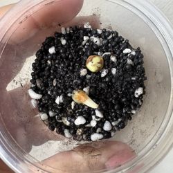 Alocasia Regal Shield Corms 