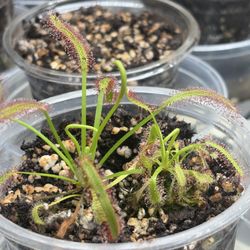 Cape sundew