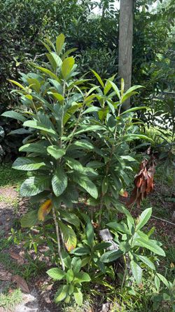  Loquat Trees $5  Crate Myrtle , Camphor, and bamboo $5  You Dig