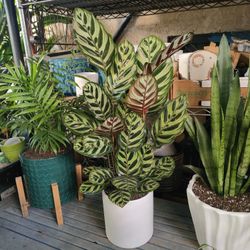 Calatheas Prayer Plants 