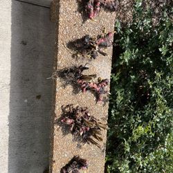 12 Assorted Cannas