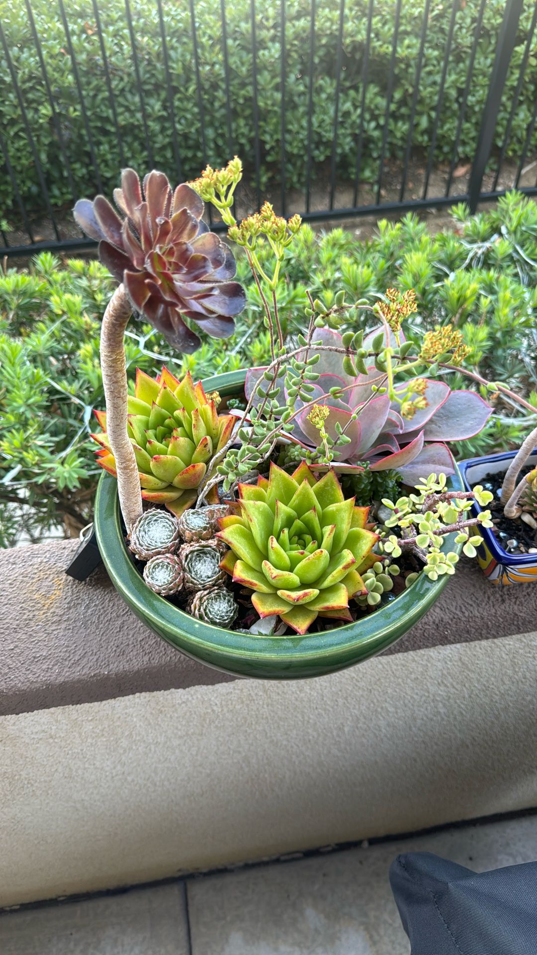Green Ceramic Bowl With Hand Placed Succulents