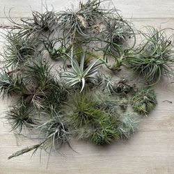 Tillandsia Air Plants