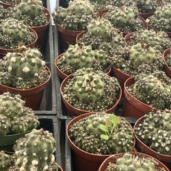 Copiapoa Cactus In 4” Pots $4 Each 