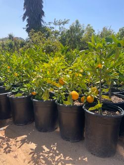 5 Gallon Size- Fruiting Age- Citrus Trees