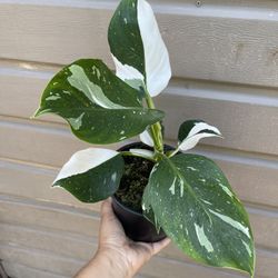 6” Philodendron White Wizard (not A White Princess)