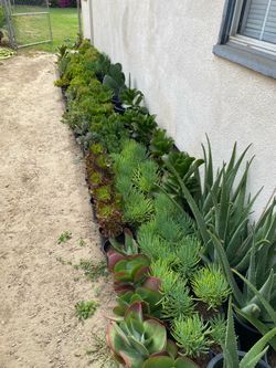 SUCCULENT SALE!