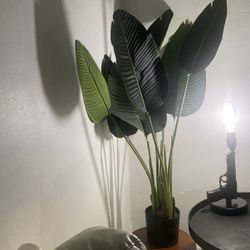 Plant Faux 