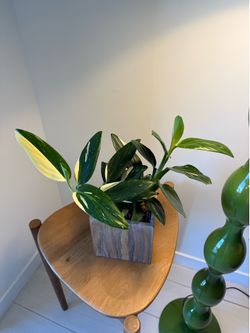 Monstera Standleyana Variegated in Real Stone Planter