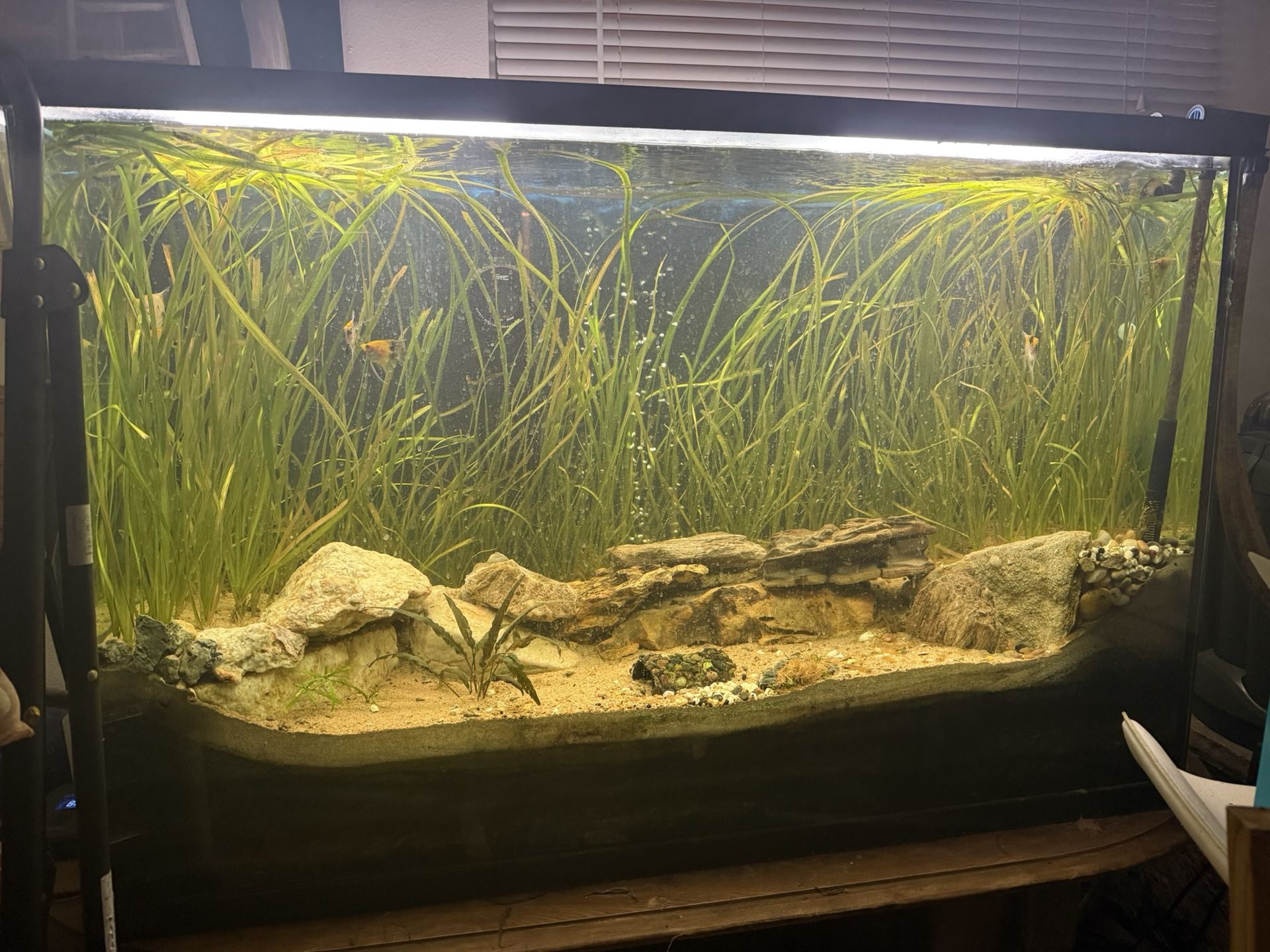 75 Gallon Aquarium, Great Fish Tank, Fully Cycled Water, Thriving Medium Just Add Fish!