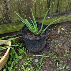 Aloe Vera Plant