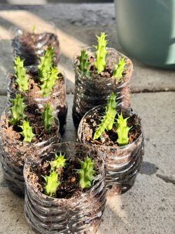 Healthy Huernia Starter Plant (Starfish Flower)