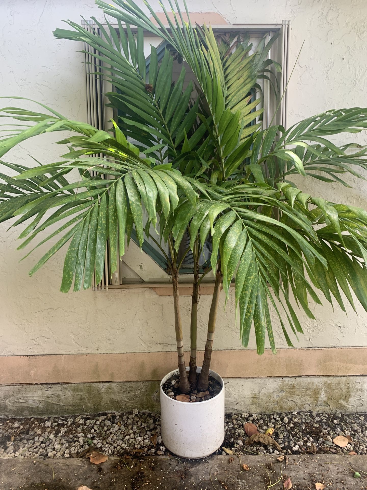 🌴 Areca Palm in White Ceramic Pot
