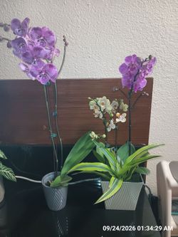 Orchids (2)