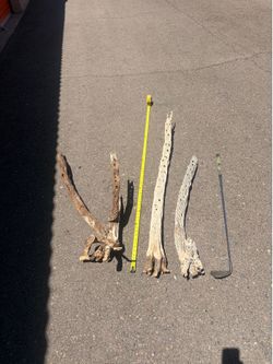 Aquarium/terrarium Wood -Cholla Cactus Skeleton