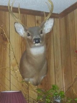 2 deer heads