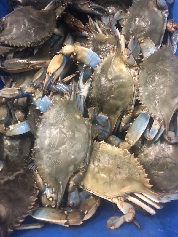 Live Blue Crabs for Sale in Norfolk, VA OfferUp