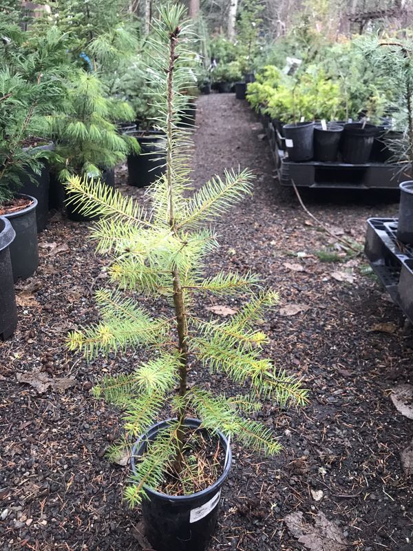 Douglas fir tree starts for Sale in Puyallup, WA OfferUp