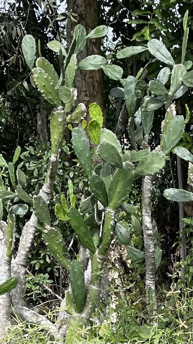 Opuntia Nopal Prickly Pear Pads 